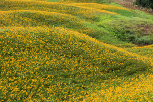 © Field of tiger lilies by elwynn | stockfresh.com